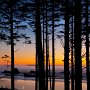 Washington - Sunset through the trees